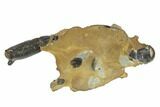 Fossil Mud Lobster (Thalassina) - Australia #95807-3